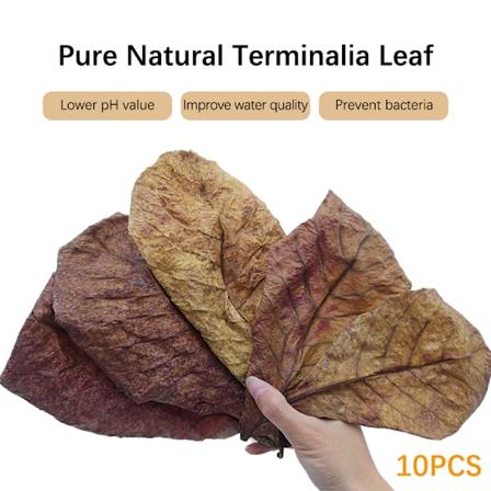 10 st naturliga Terminalia Catappa Foetida blad rengöring akvarium