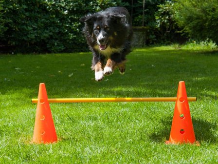 Kjegle Agility Modul - 38cm