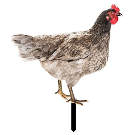 Hane Dekor Realistisk Livaktig Ornamental Dobbeltsidig Utskrift Akryl Hage Statue Kylling For Hage-hy