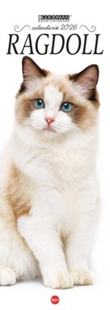 Ragdoll. Calendario 2026. Long