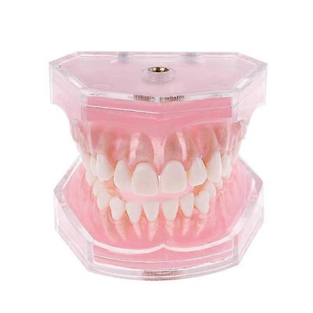 Dental Ortodontisk Typodont Plast Standard Model 4004 Med 28 Aftagelige Tænder