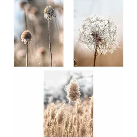 Set med 3 Premium Uinnrammede Plakater - Pampasgress - Beige - Natura