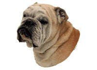 Engelsk bulldog - klistremerker