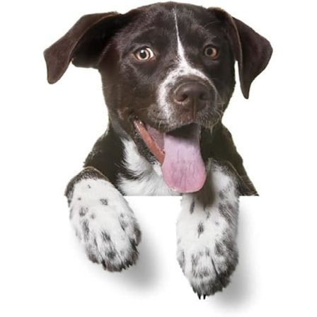 Hunde Bil Klistermærke Sjove Bil Klistermærker Personlige Bil Klistermærker 3D Bil Væg Klistermærker Bil Motorhjelm Klistermærke til Bil Eksteriør