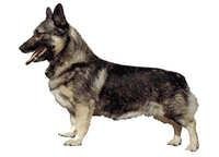 Västgøtaspets (Svensk vallhund) - klistremerker