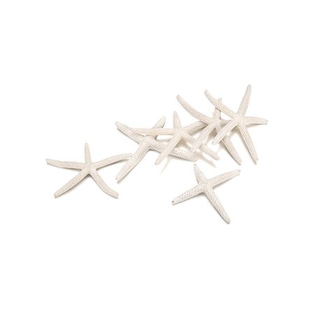 Naturlig sjöstjärna, bordsdekoration sjöstjärna, dekorativ minitjärna