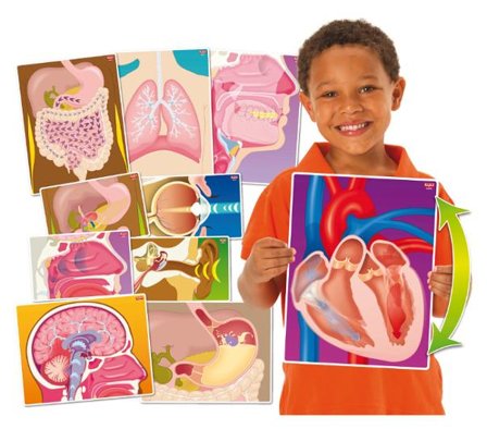 Vad gör min kropp? 10 delar - Lyreco - Skola och förskola - Klassrummet / Lära - Anatomi