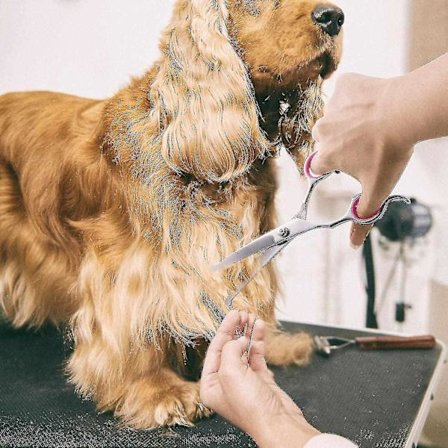 Hundeplejesakssæt med sikker rund spids, udtyndings- og lige saks til kæledyr