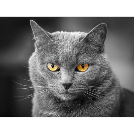 Diamantmaleri*1, Diamantmaleri Katt Voksen Diamantmaleri St