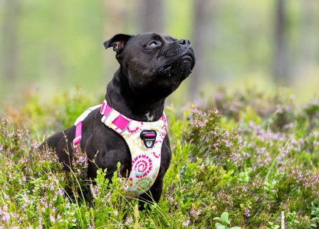 DOG REVOLUTION - SAFE-WALK COMFORT 2 HARNESS LIMITED ED