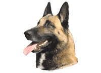 Malinois -Belgisk fårehund Hode - klistremerker