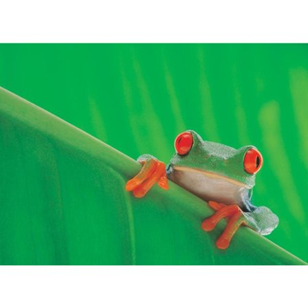 Red Eyed Tree Frog