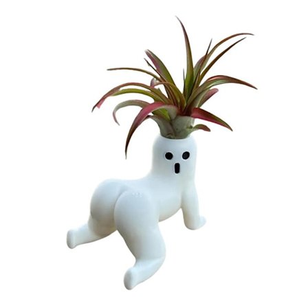 Rolig Stor Bakdel Spöke er Stor Bakdel Luft Display Suckulent er